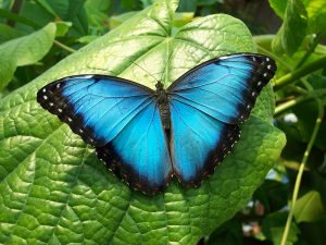 Morpho-Schmetterling mit leuchtend blauen Flügeln. ©Foto: Izzy LeCours, Lizenz: CC BY 2.0