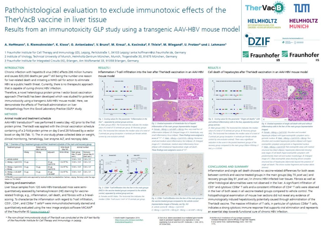 Poster "Pathohistological evaluation to exclude immunotoxic effects of the TherVacB vaccine in liver tissue"