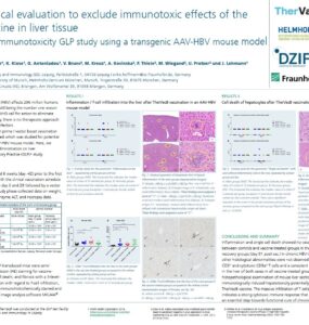 Poster on a preclinical immunotoxicity study on immunotoxic effects of the TherVacB vaccine in liver tissue