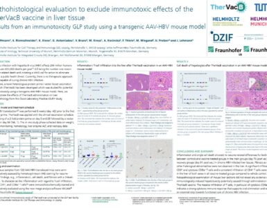 Poster on a preclinical immunotoxicity study on immunotoxic effects of the TherVacB vaccine in liver tissue